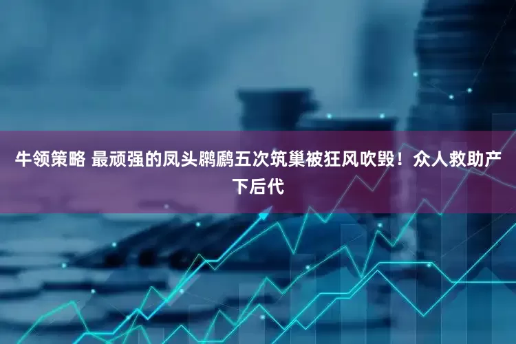 牛领策略 最顽强的凤头䴙䴘五次筑巢被狂风吹毁！众人救助产下后代
